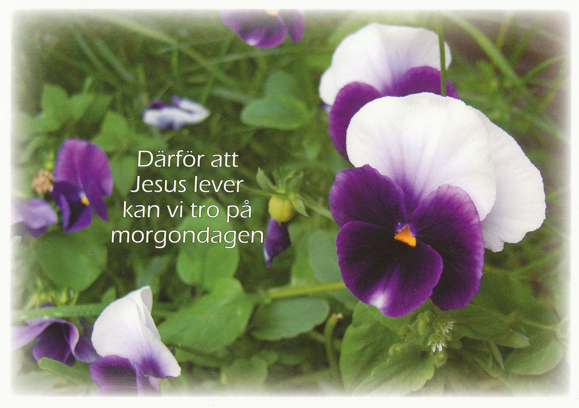 Product Image for Vykort - påsk - därför att Jesus lever kan vi tro