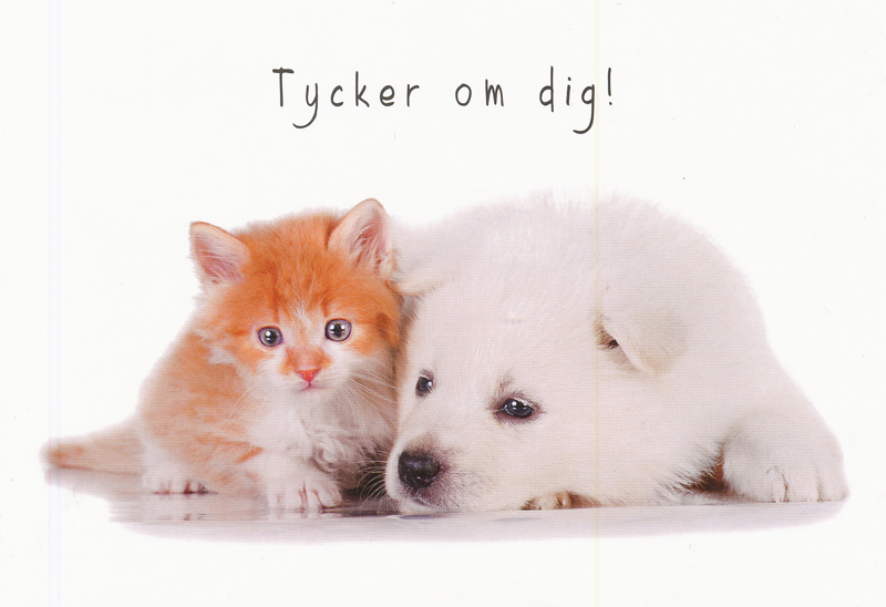 Product Image for Vykort - tycker om dig! - hund och katt