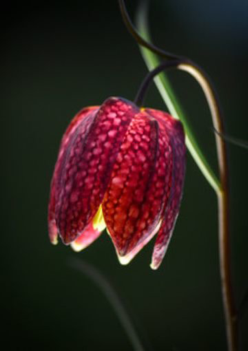 Product Image for Inbjudan till tacksägelse - kungsängslilja