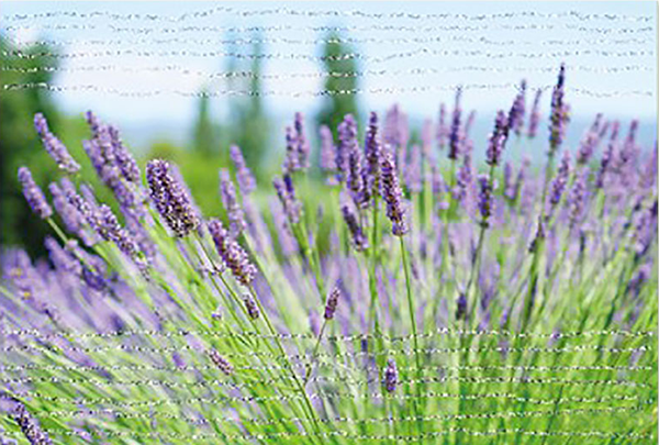 Product Image for Dubbelt kort – utan text - lavendel