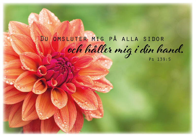 Product Image for Vykort - du omsluter mig