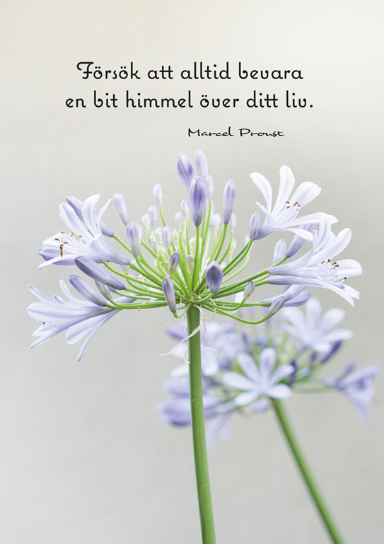 Product Image for Vykort - försök att alltid bevara