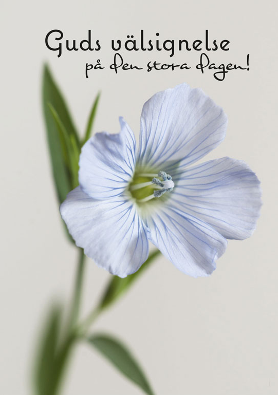 Product Image for Vykort - Guds välsignelse