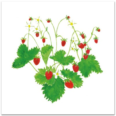 Product Image for Dubbelt kort – smultron