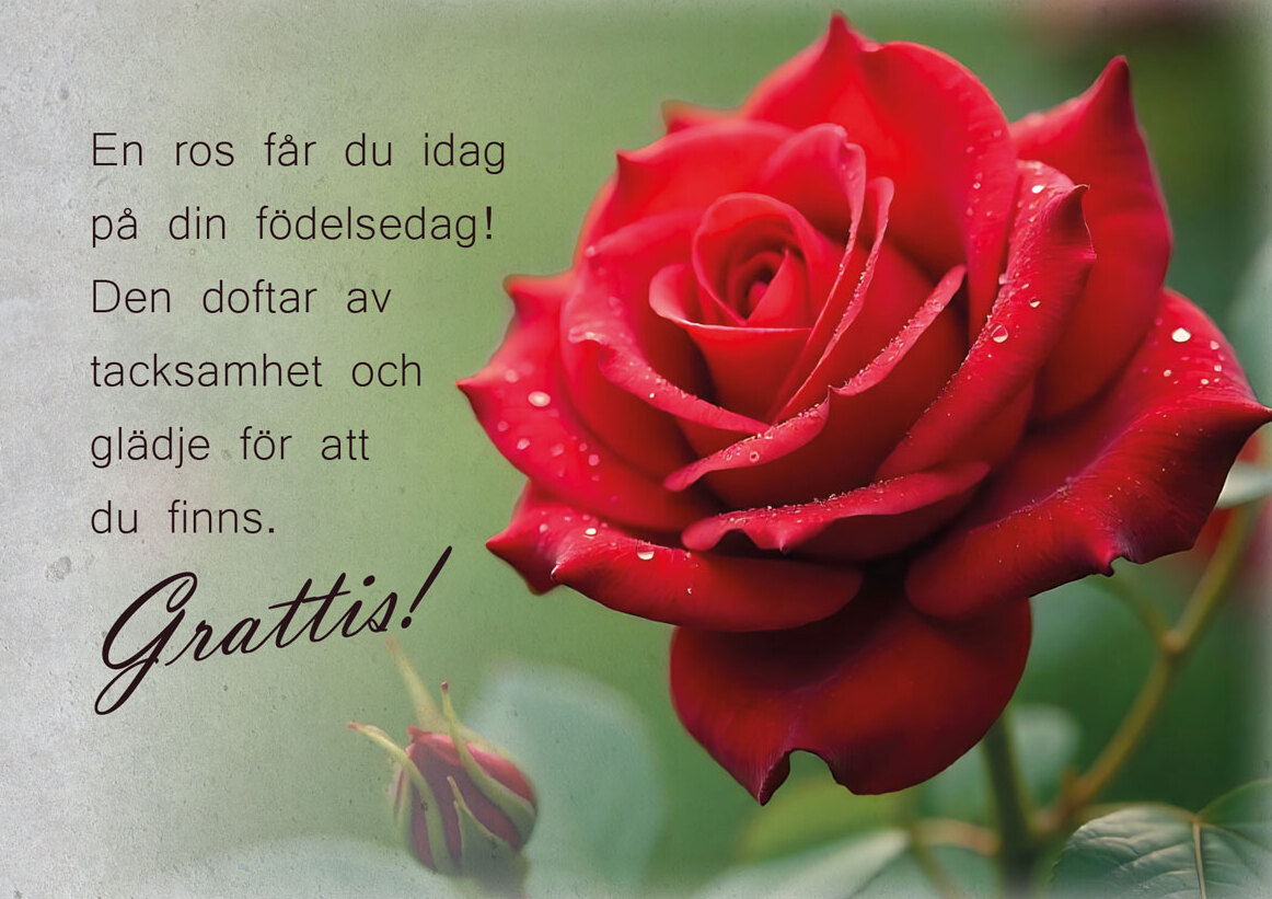 Product Image for Vykort - en ros får du idag